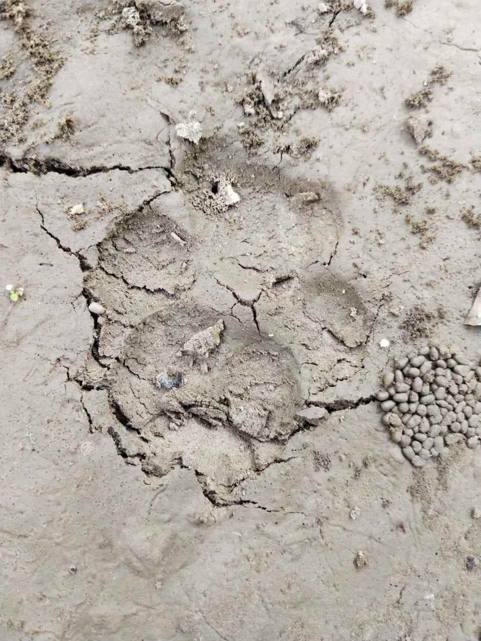 foot sign found leopard