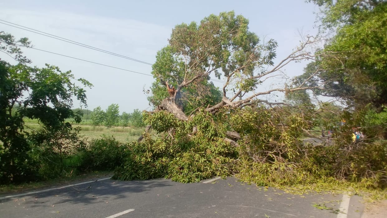 Gangoh-Nanauta road blocked due to falling of trees on the road