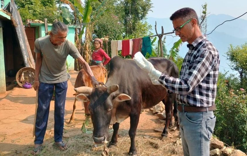 Lumpi: Vaccination intensified for prevention of disease