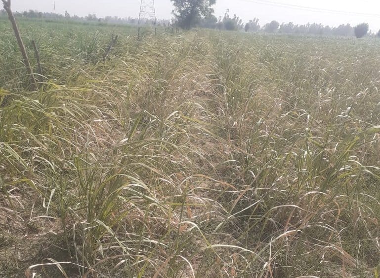 Power cut roster collapsed, crops drying up