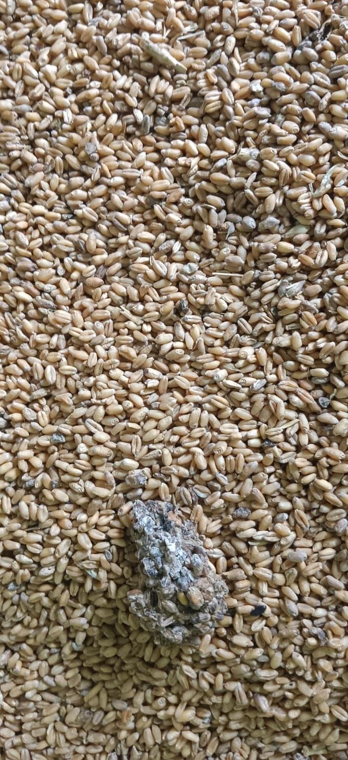 Worms found in wheat distributed at government ration depot, people refused to take it