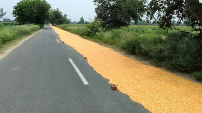 Be careful, don't let the bike slip, maize is drying up on the road