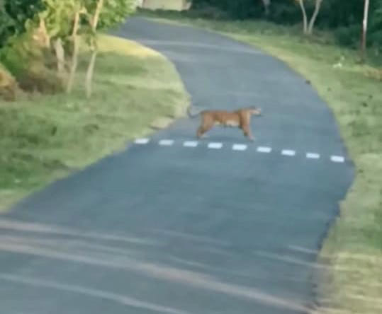 Tigers seen on roads in Kalagarh, threat to passers by