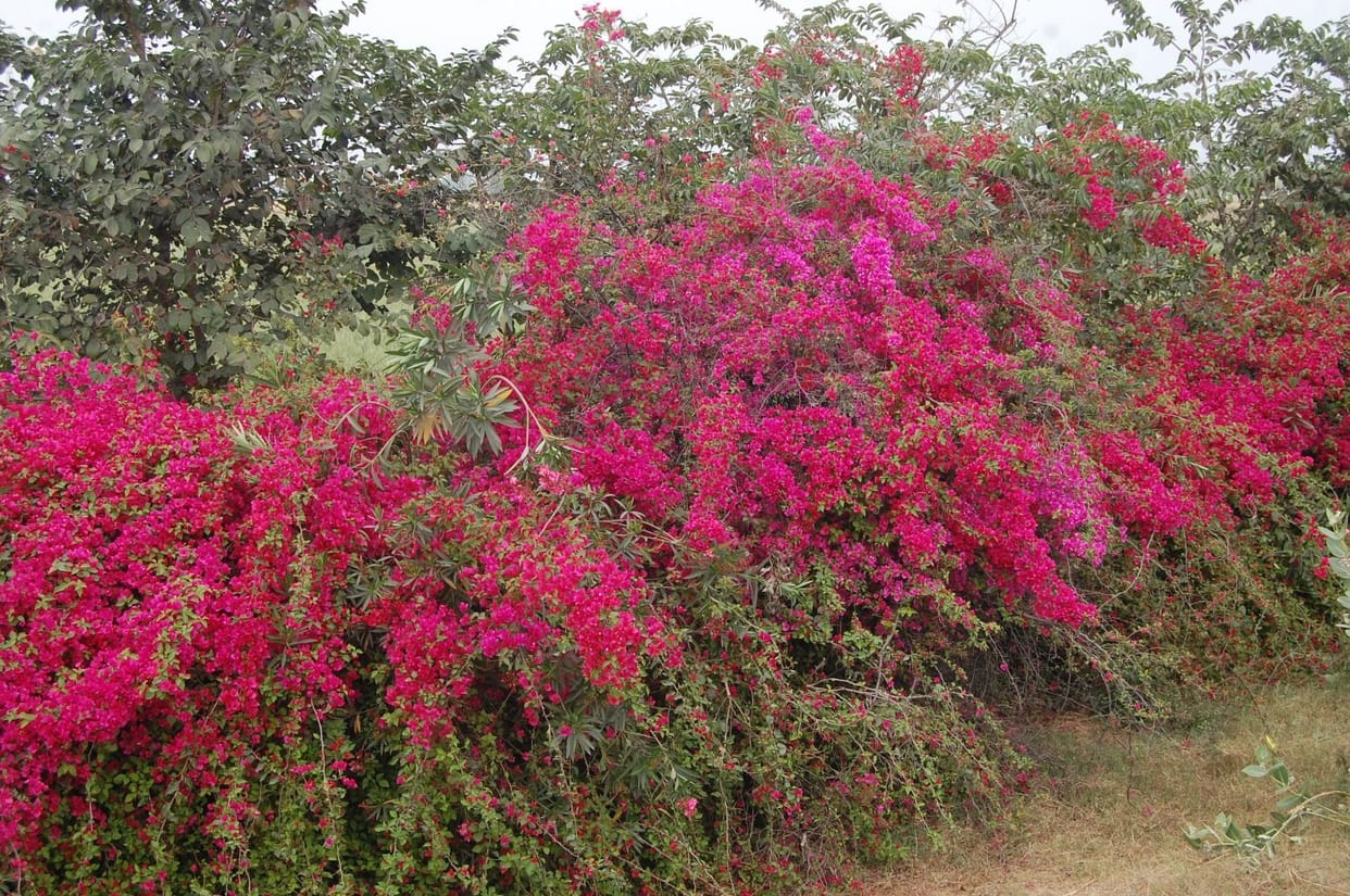 Greenery cut first, now eight times more compensation
