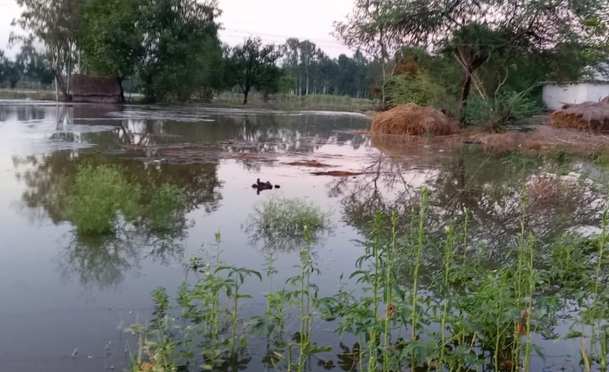 50 bigha farm submerged due to minor cutting