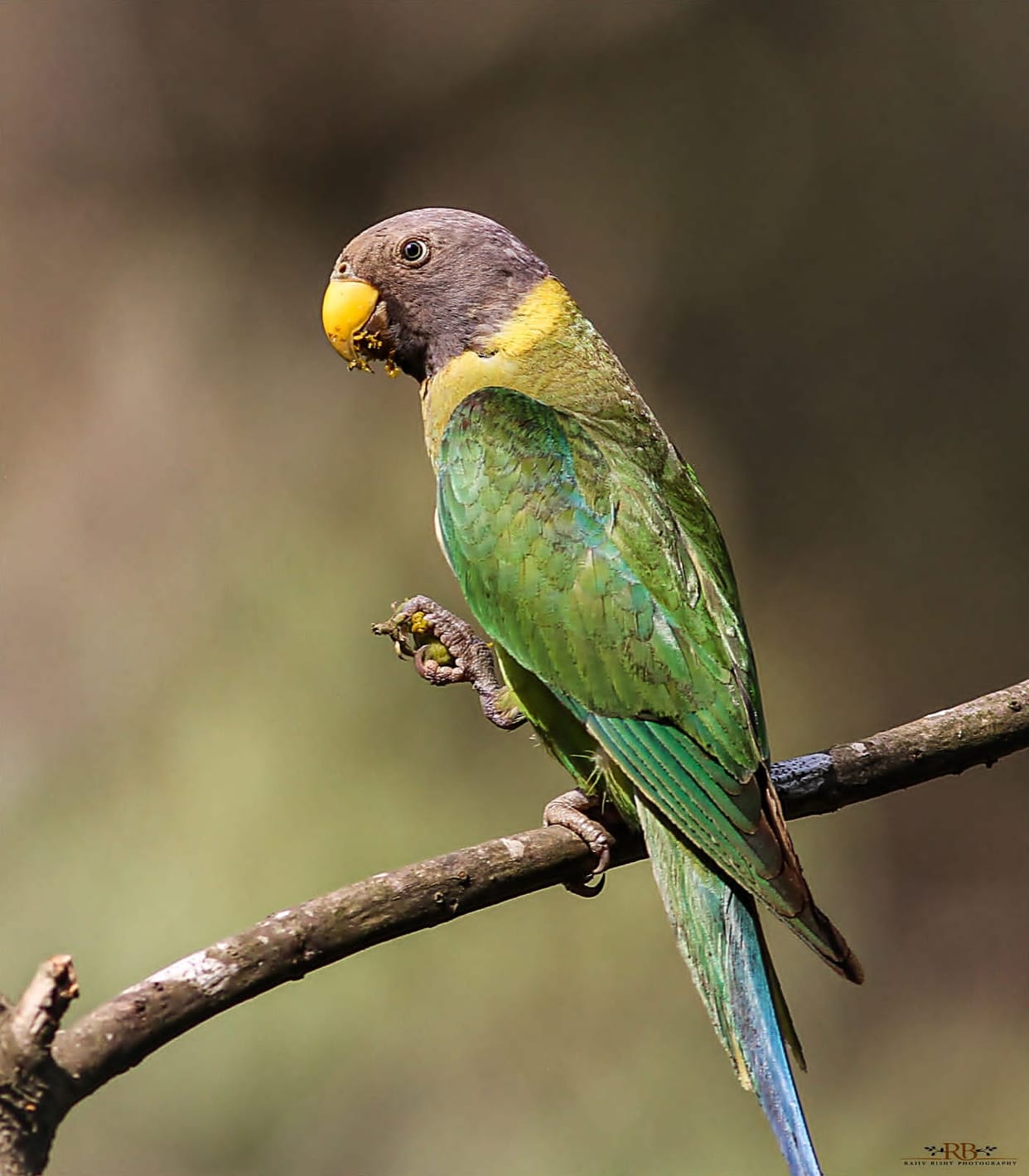 More than 50 percent of India's birds are present in Corbett Park