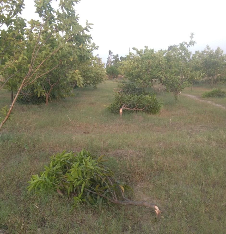 Those who run saws on green trees are plotting a fake case...