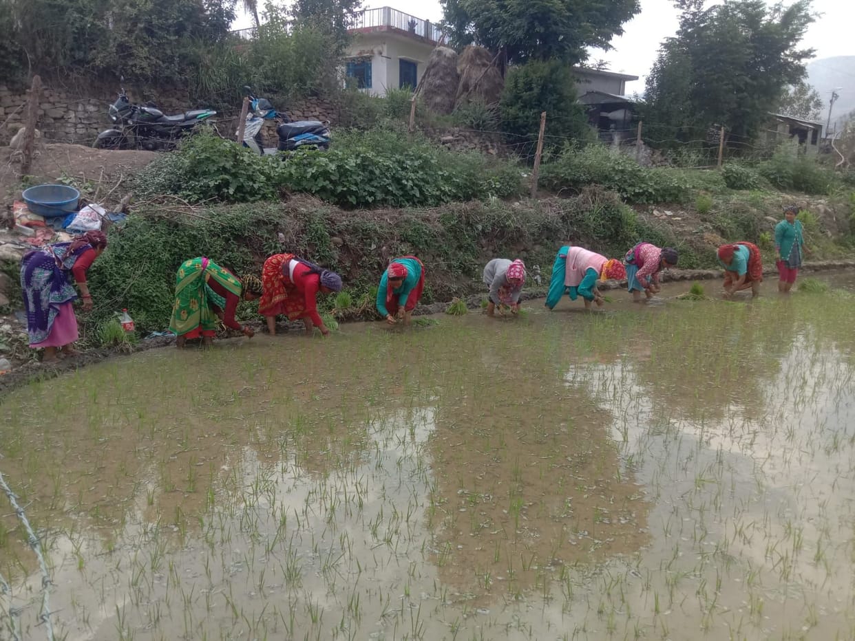 Less Water Supply For Rice in Someshwar