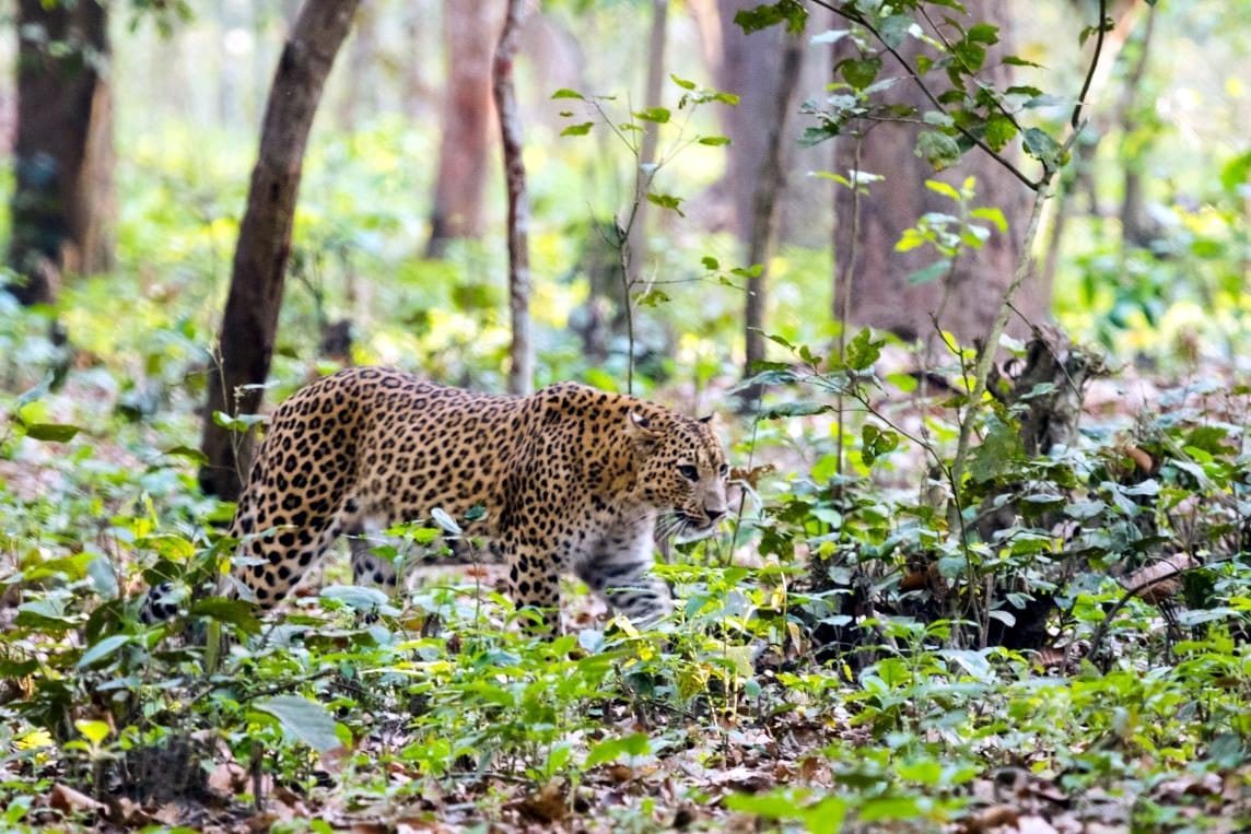 Along with tigers, the family of leopards is also increasing in Dudhwa