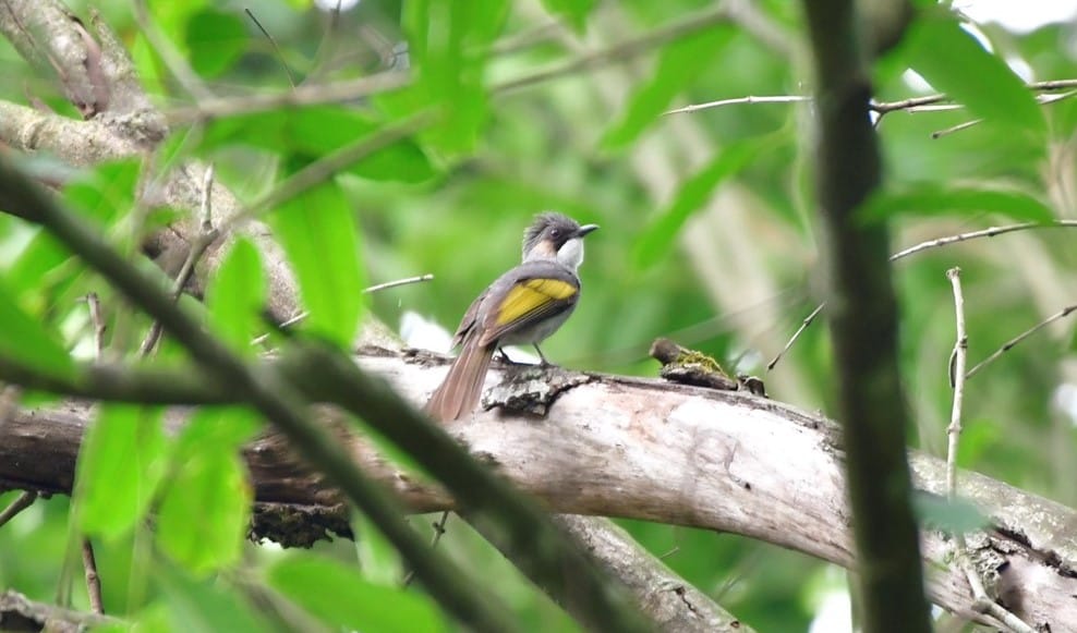 Beautiful world of birds shown in three days bird observation