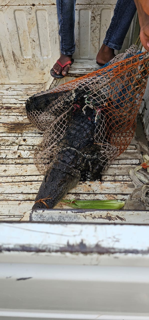 Crocodile came out of city's sewer line