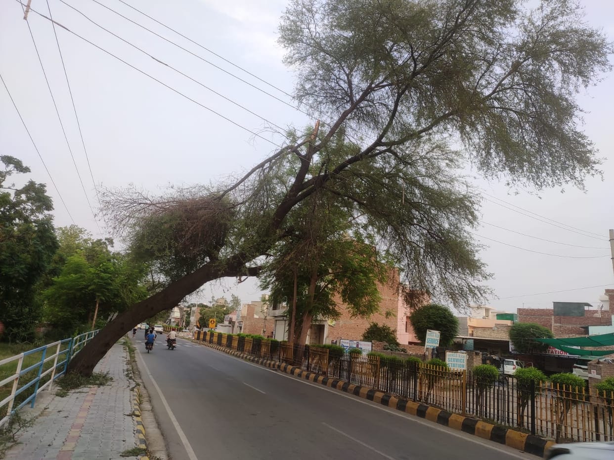 Leaning trees on the roads of the influential areas may not take away someone's life