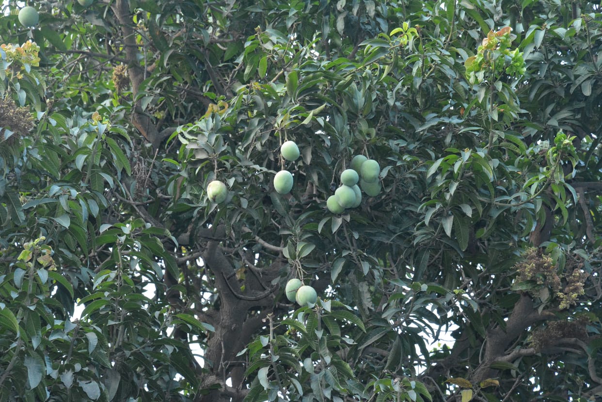 Mangoes did not come and litchi was eaten by bats