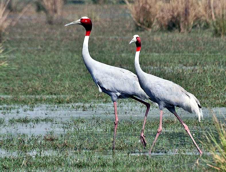 Stork count will be held simultaneously across the district on June 26 and 27