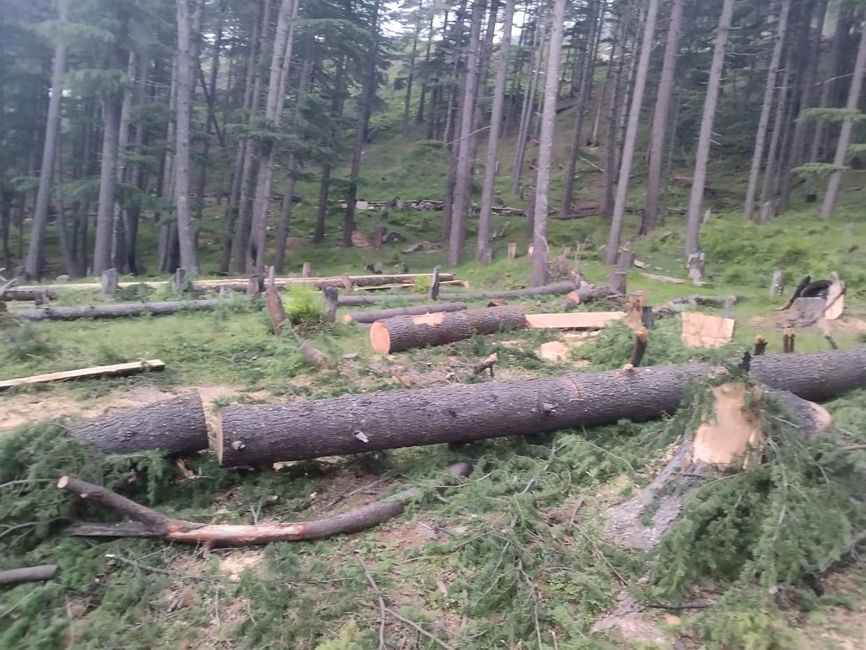 trees cuts in forest