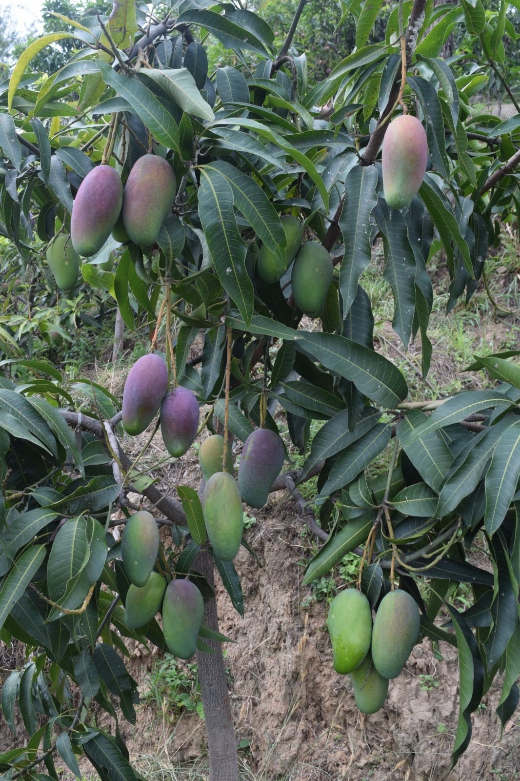 50 in Hamirpur, 35 percent of the mango crop in Kangra spoiled