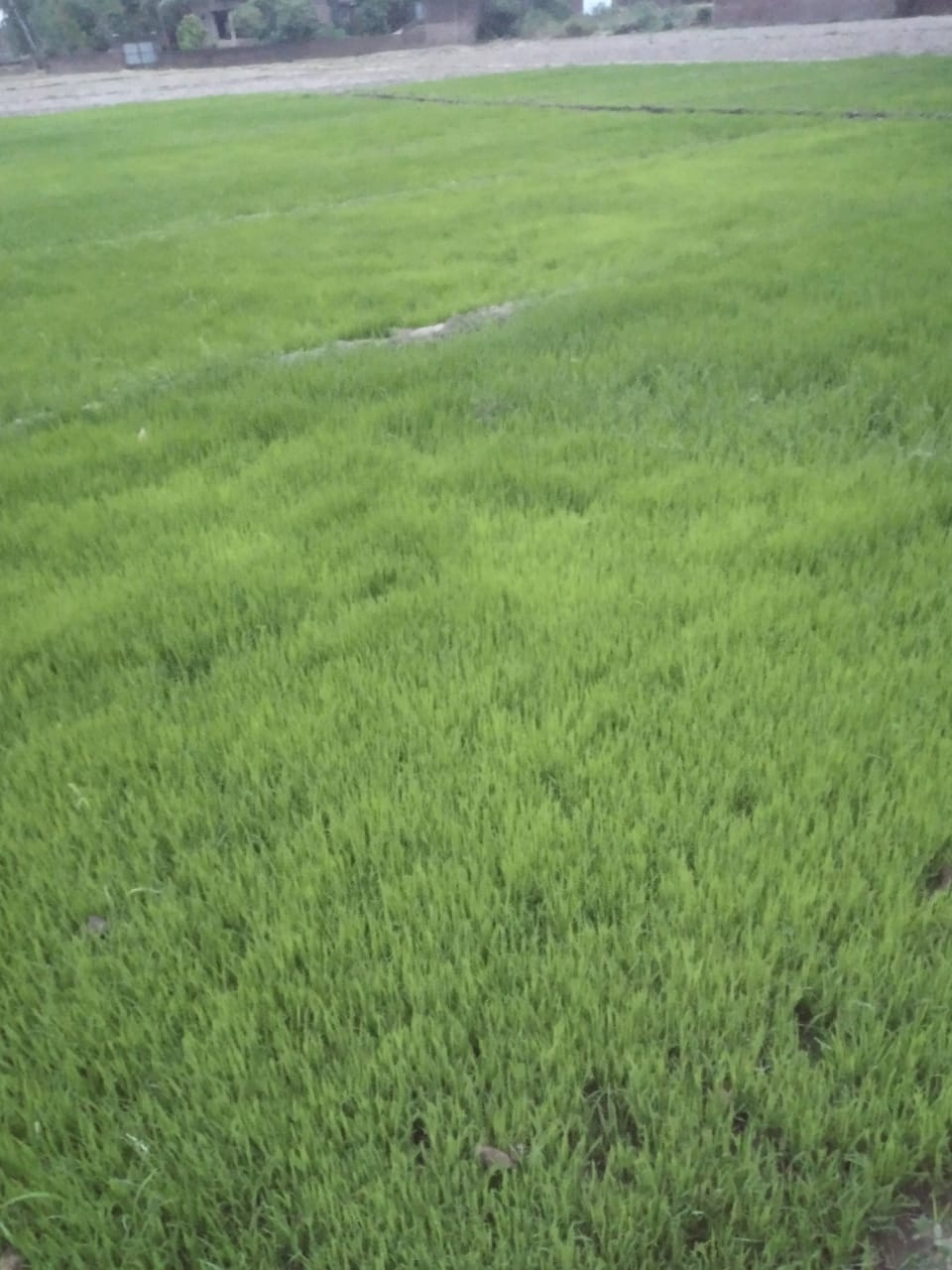 agriculture sector