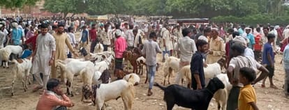 Crowd gathered to buy goats for sacrifice
