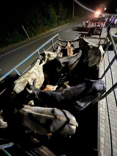 Caught 150 protected animals stuffed like straw in six trolleys, three died