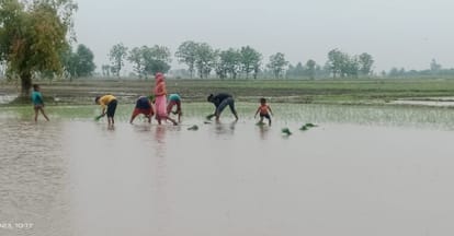 Farmers started planting paddy in the hope of early arrival of monsoon