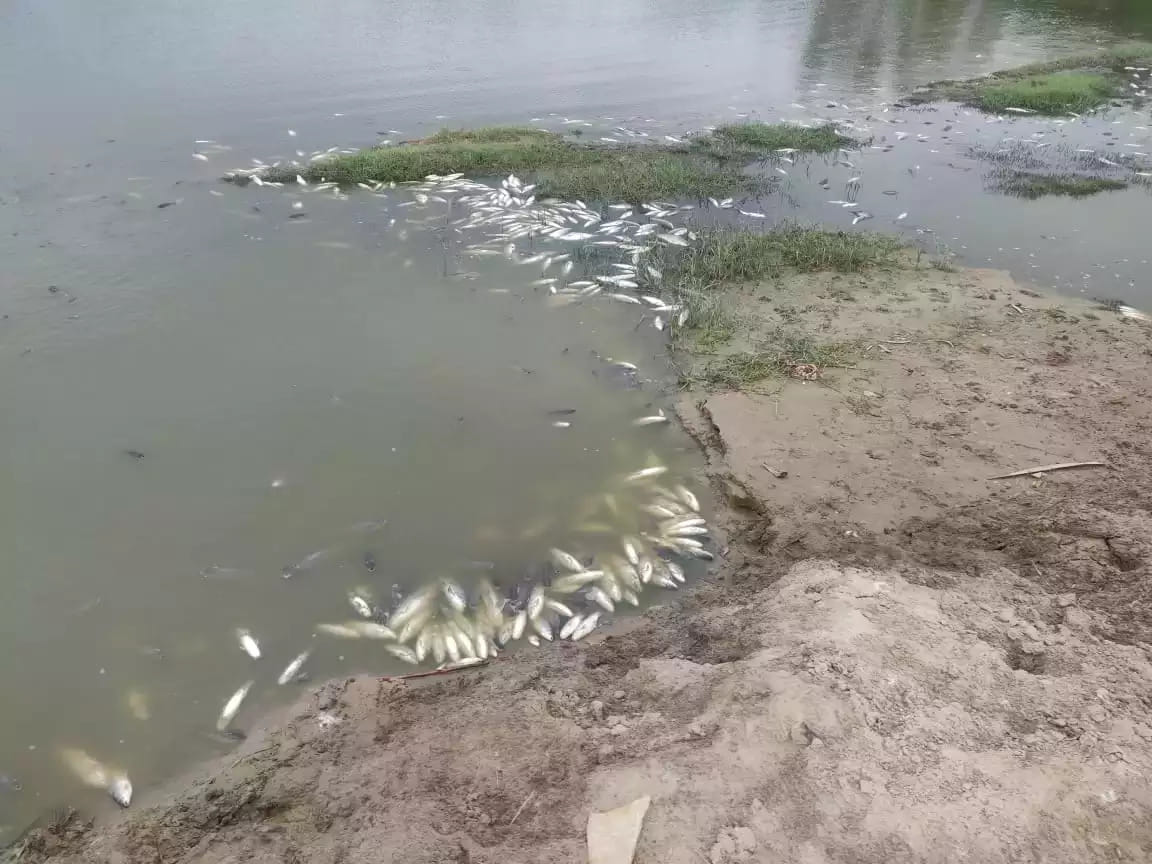 Fish dead in village Ludesar's pond, fear of spreading disease