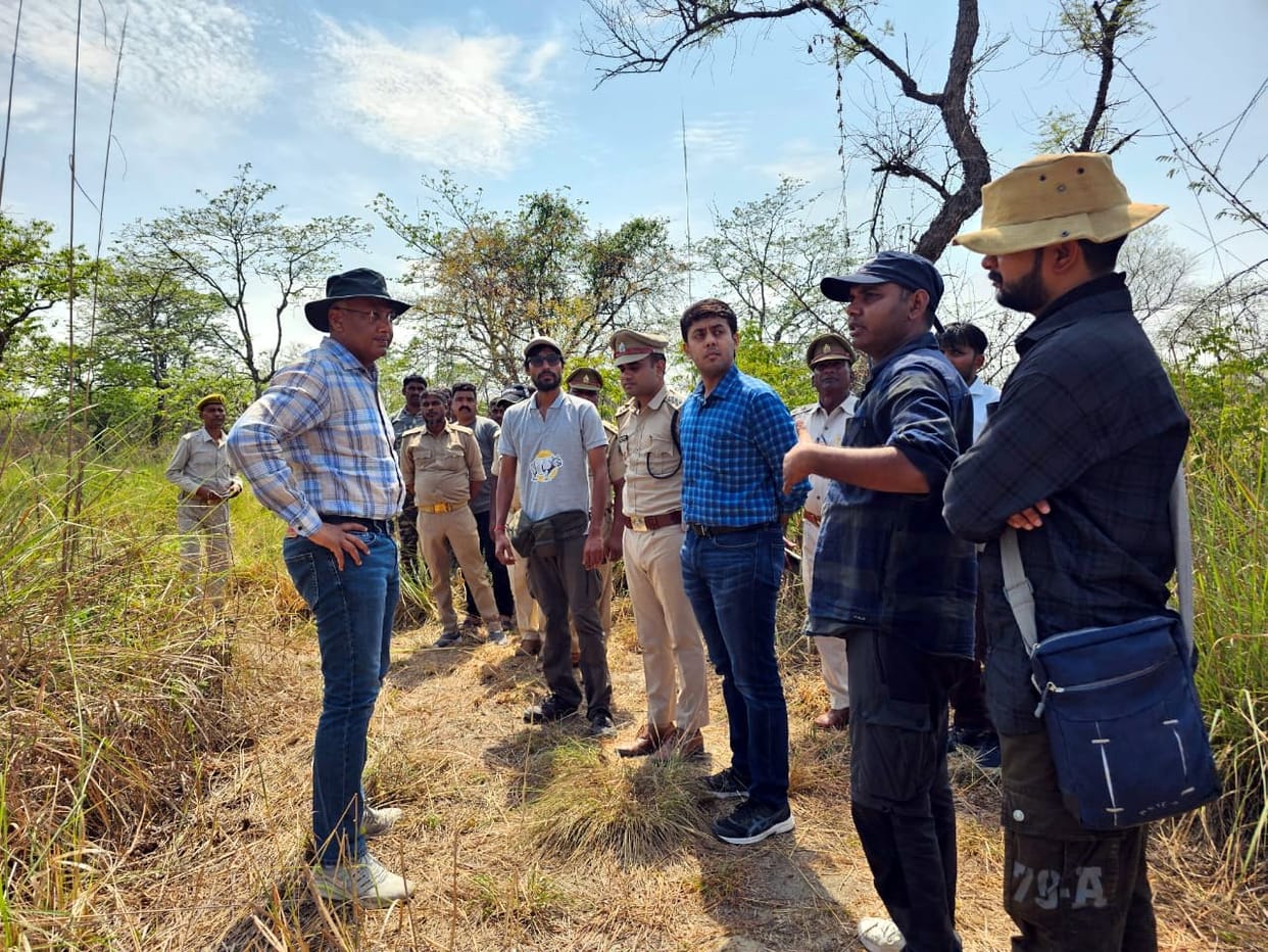 Location of injured tiger found in Lattoha, monitoring continues