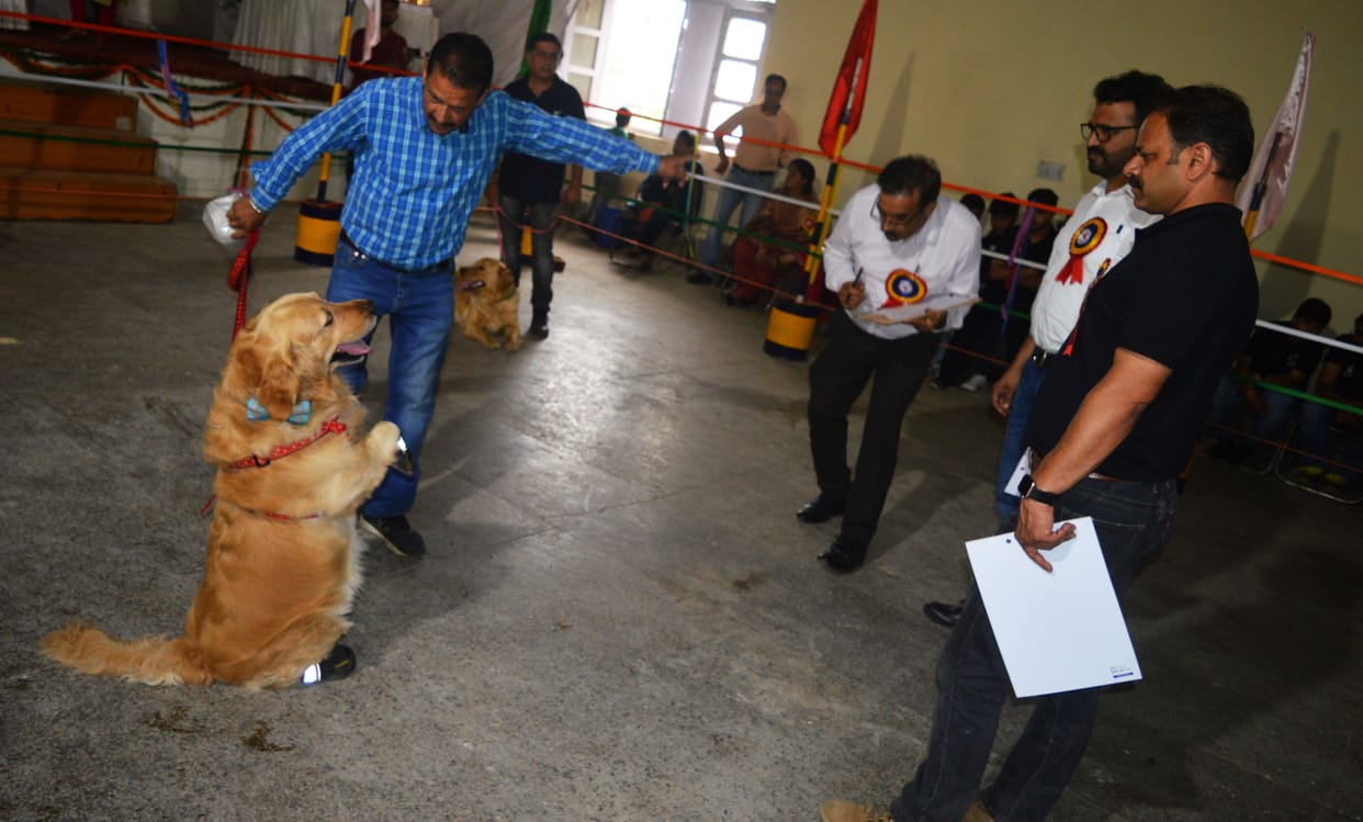 Preeti, Hina and Suraj's dog topped