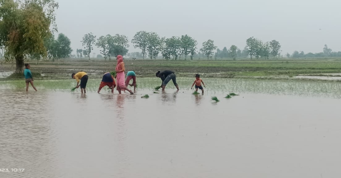 Farmers started planting paddy in the hope of early arrival of monsoon