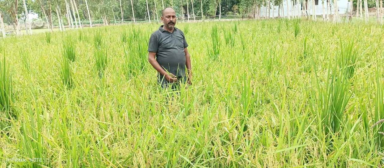paddy crop cut