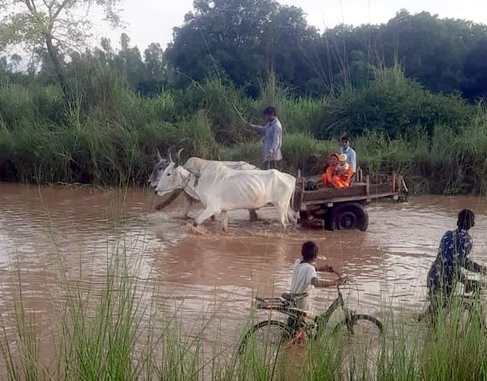 Baratis had to cross the river by bullock cart