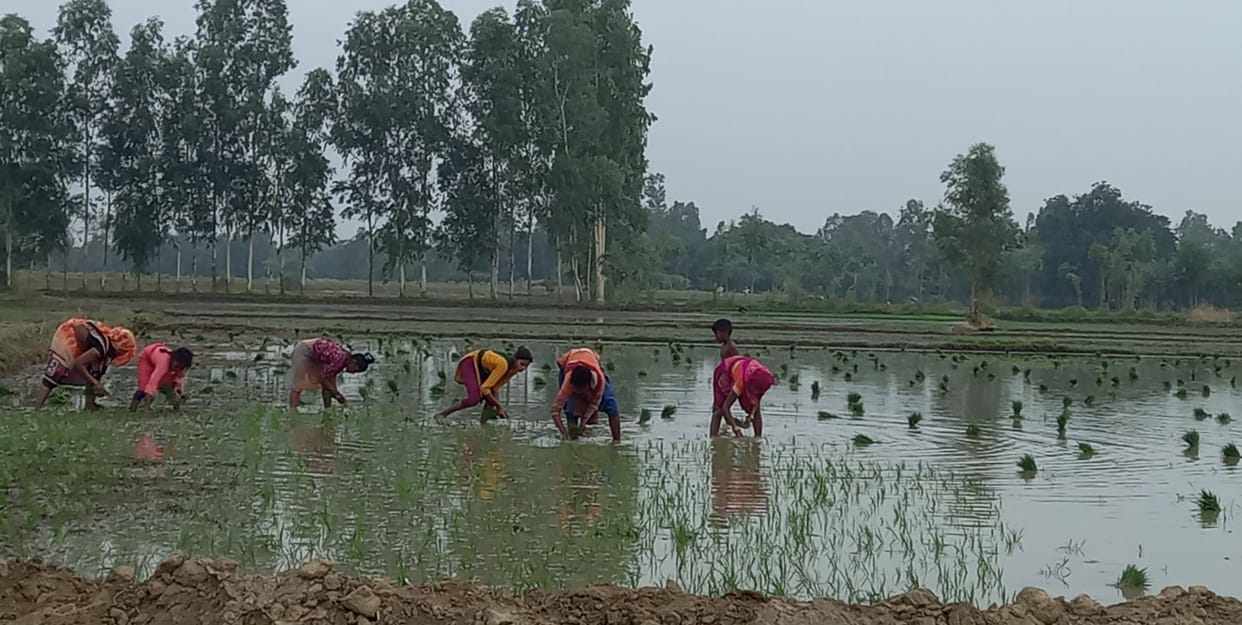 50 mm Farmers' faces blossomed due to rain, hopes increased