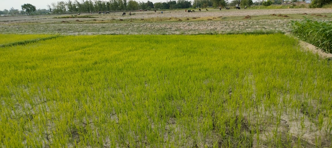 agriculture weather