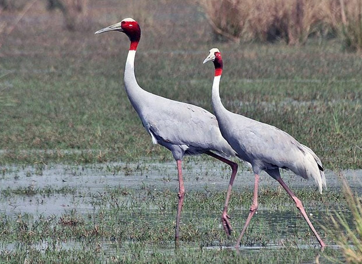 The number of storks is continuously decreasing