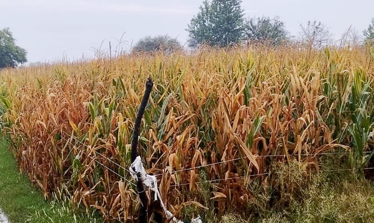 Damage to early maize crop due to rain, quality will be affected