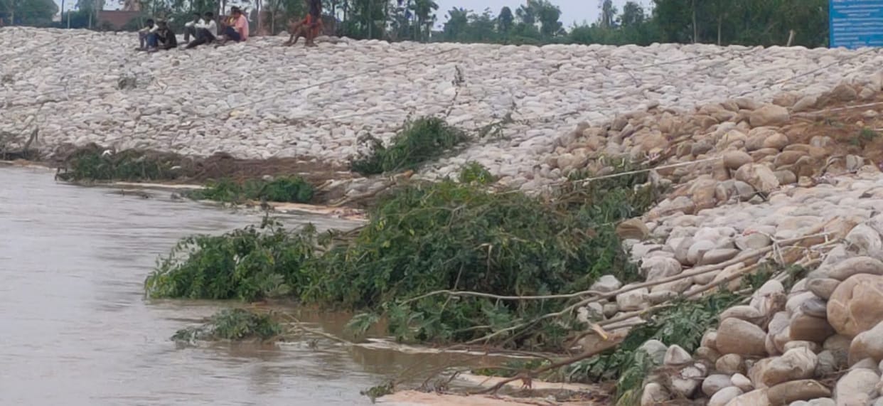 Attempt to stop river erosion with tree branches
