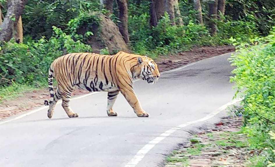 Suddenly the tiger came on the road, the wheels of vehicles stopped
