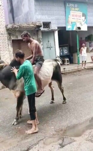 Viral video of a young man doing stunts while sitting on a bull