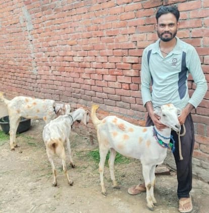 There is a lot of demand for the goats of Jaswantnagar, a goat sold for 30 thousand