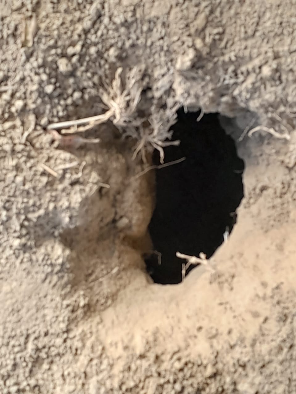 hollowed out by rats
