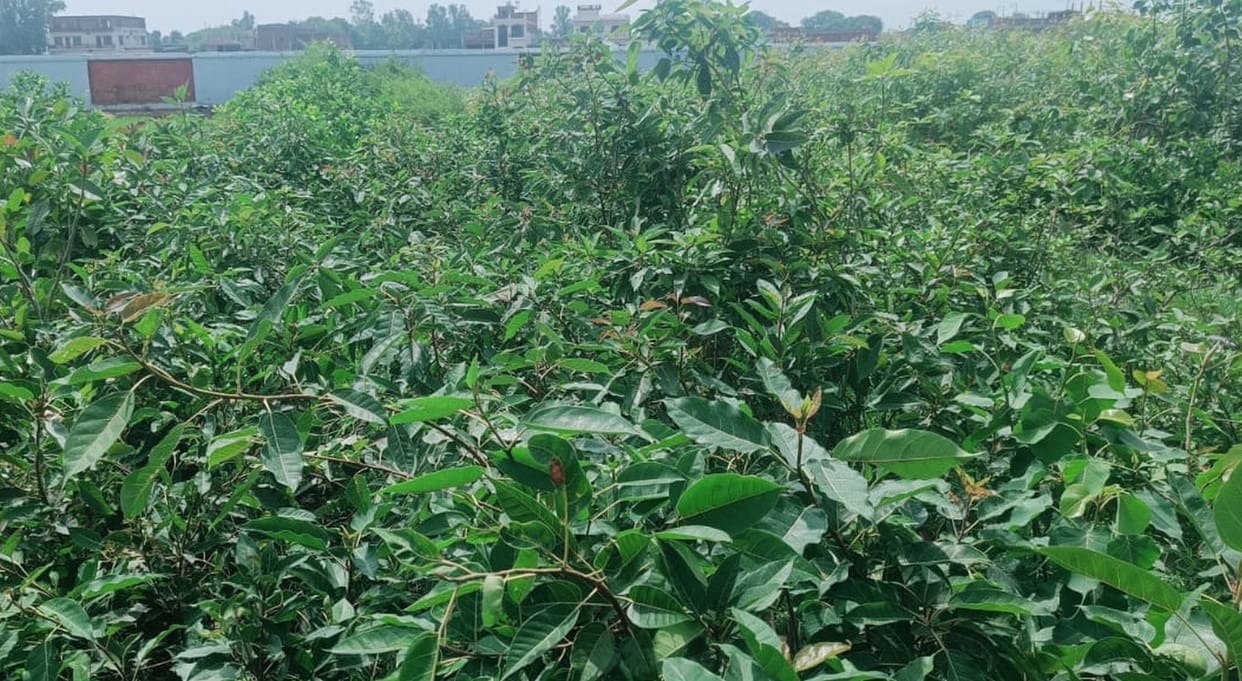 Grant will be given to promote vegetable farming