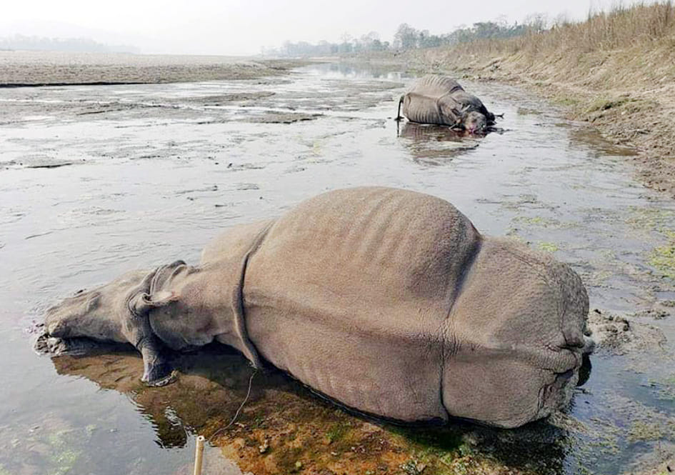 109 wildlife died in Chitwan Park in 11 months