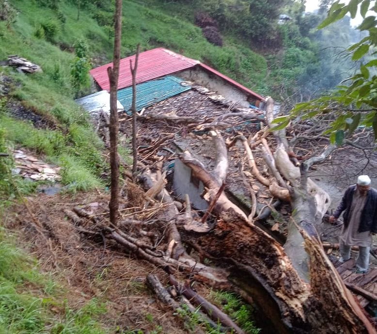 Tree fell on three houses, people saved their lives by running