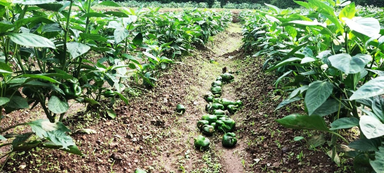 Capsicum rot disease due to rain