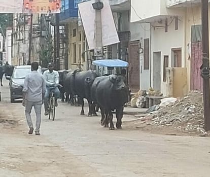 Buffaloes will block the way of kanwariyas, broken roads also trouble