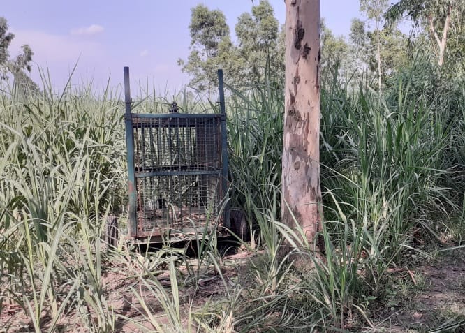 Now the tiger reached near Puraini village, the forest workers chased it by bursting firecrackers