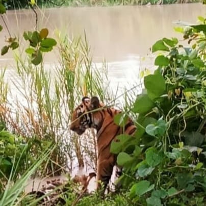 Now the tiger reached Hardoi branch canal track, people made noise and chased