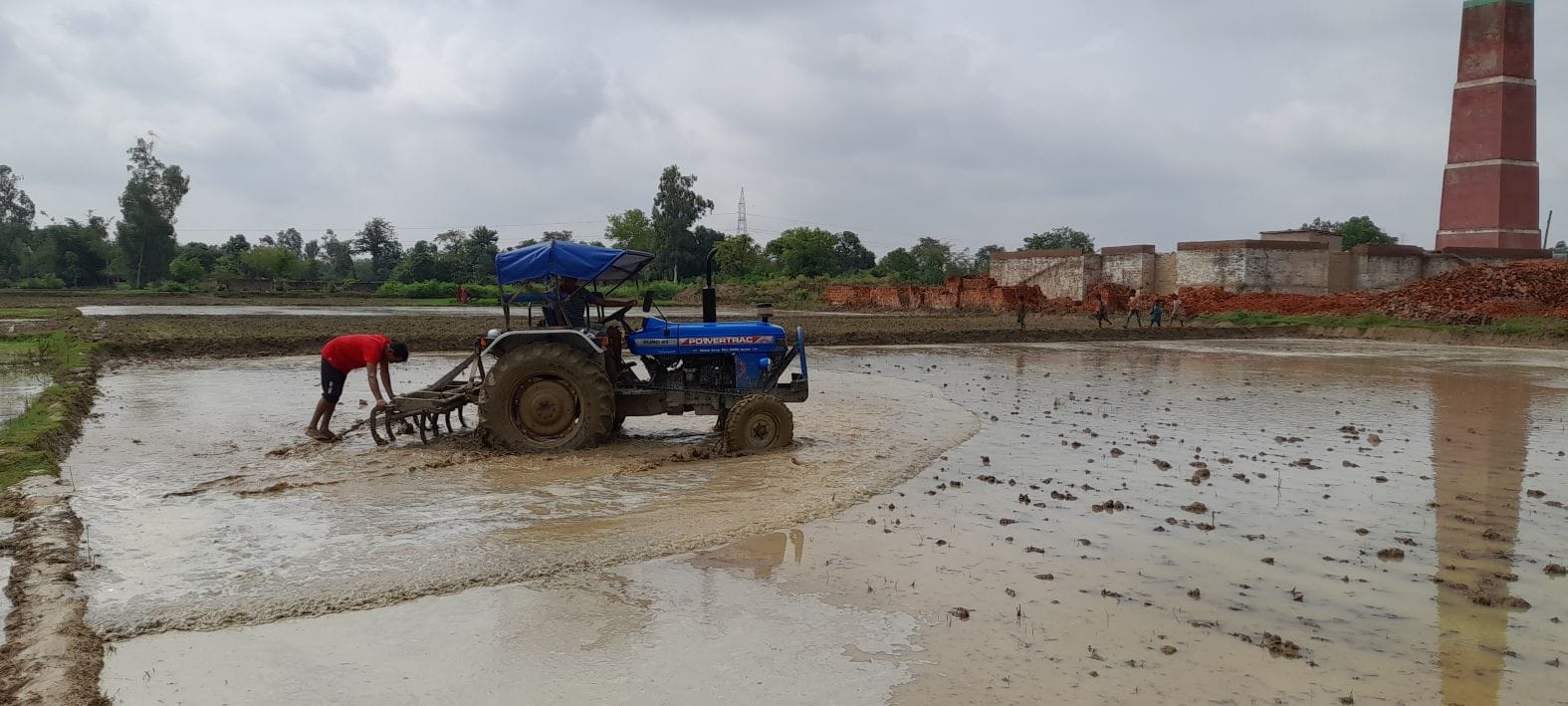 paddy transplanting