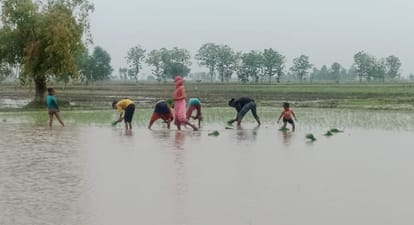 20 mm of rain fed the faces of farmers in four hours
