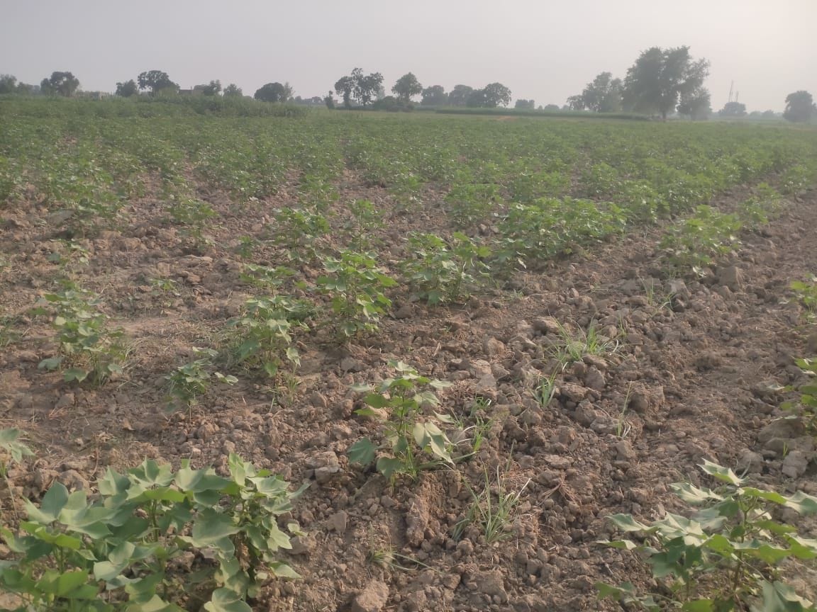 Narma started scorching due to lack of rain, the development of paddy also stopped