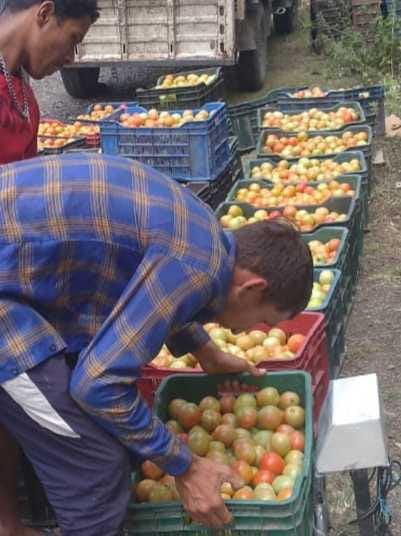 Price Hike of Tomato